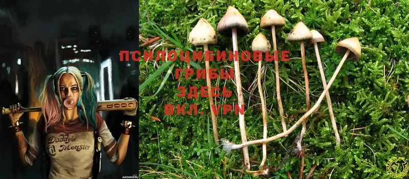 Псилоцибиновые грибы Magic Shrooms  закладки  Родники 